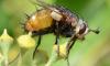 Tachina fera